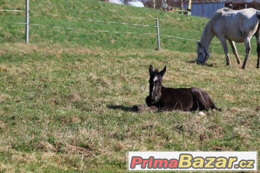 Shagya arab – fotografie 1