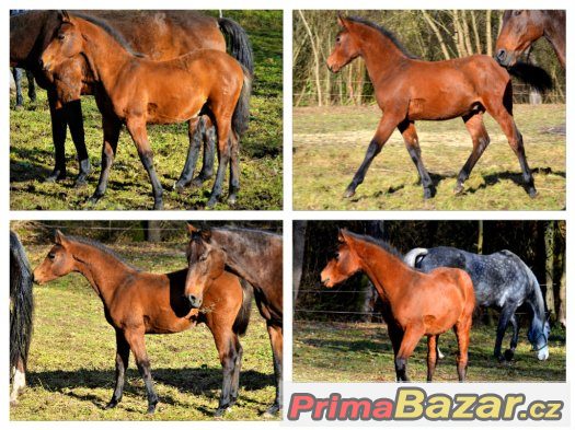 Prodám loňského hřebečka CT – fotografie 3