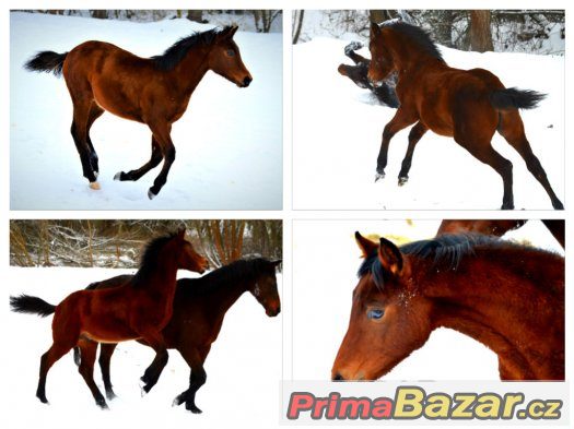 Prodám loňského hřebečka CT – fotografie 4