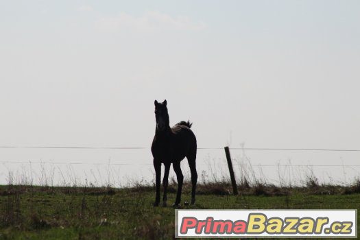 Shagya arab – fotografie 1