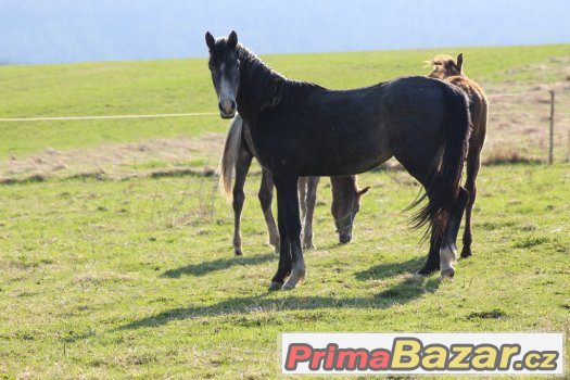Shagya arab – fotografie 2
