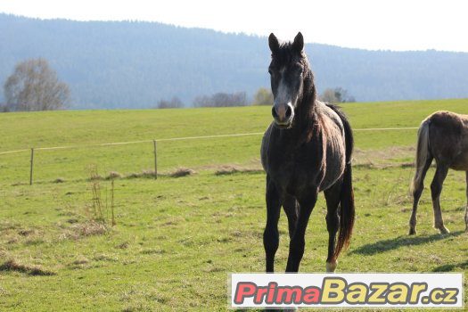 Shagya arab – fotografie 3