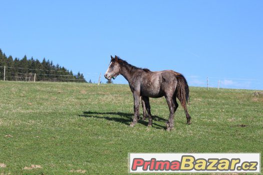 Shagya arab – fotografie 2
