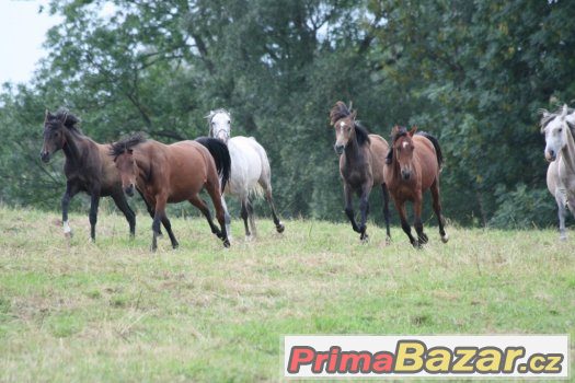 Shagya arab- klisna – fotografie 2