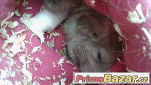 Činčila nestandartní kluci – fotografie 3