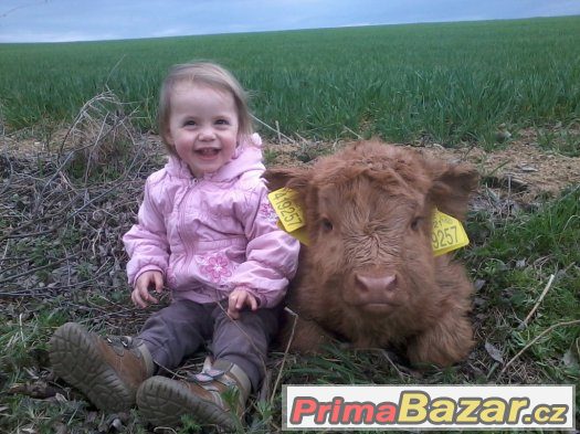 prodám jalovice a býky highland – fotografie 1