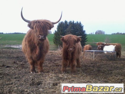 prodám jalovice a býky highland – fotografie 2