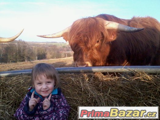 prodám jalovice a býky highland – fotografie 3