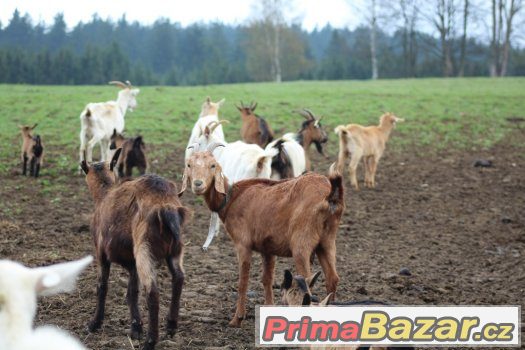 Stádo koz na prodej – fotografie 3
