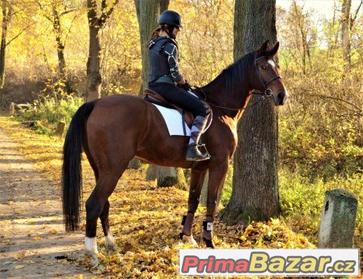 Prodám valacha - NYNÍ VE ZKUŠEBNÍ LHŮTĚ – fotografie 2