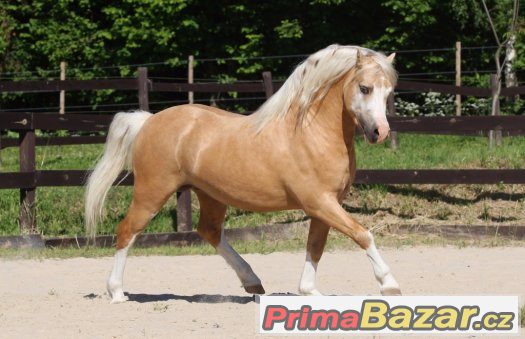 Welsh Mountain Pony - Nabídka připouštění – fotografie 1