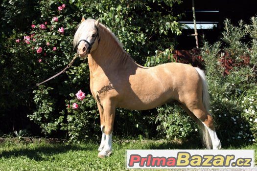 Welsh Mountain Pony - Nabídka připouštění – fotografie 3