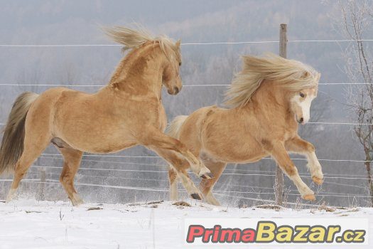 Welsh Mountain Pony - Nabídka připouštění – fotografie 4