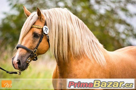 Welsh cob - plemenný hřebec – fotografie 2