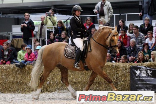 Welsh cob - plemenný hřebec – fotografie 3
