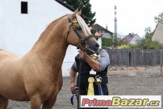 Welsh cob - plemenný hřebec – fotografie 4