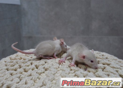 Potkan ruský a pudrový modrý, siamský – fotografie 3