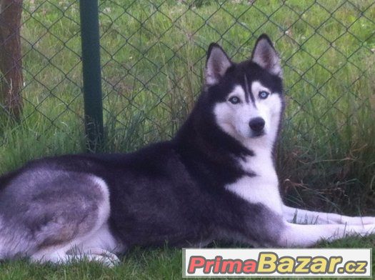 Nabízím krytí  Sibiřský husky – fotografie 1