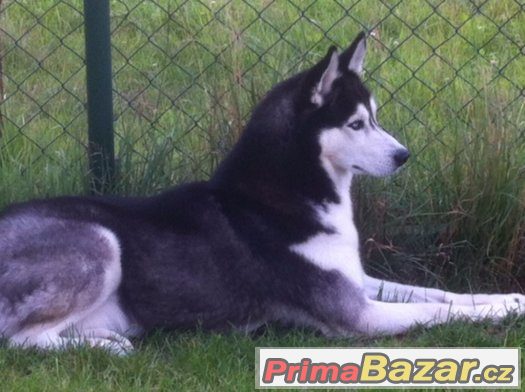Nabízím krytí  Sibiřský husky – fotografie 2