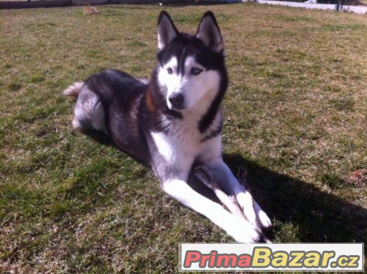 Nabízím krytí  Sibiřský husky – fotografie 3