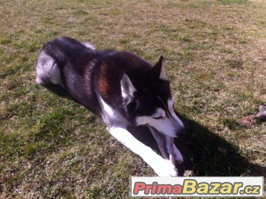 Nabízím krytí  Sibiřský husky – fotografie 4
