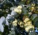 Eucalyptus Pulverulenta - semena
