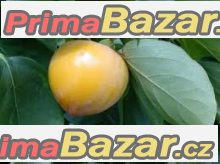 Diospyros Kaki - semena – fotografie 1