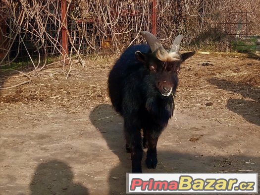 Holandská zakrslá koza: Vyměním kozlíka za kozičku – fotografie 3