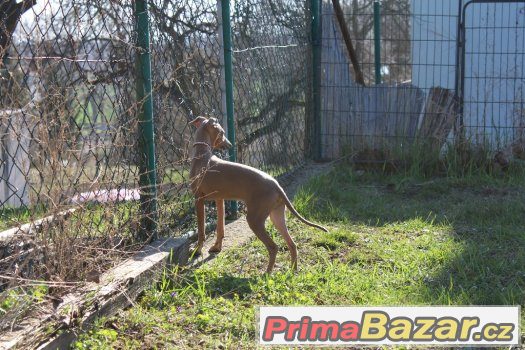 ITALSKÝ CHRTÍK – fotografie 2