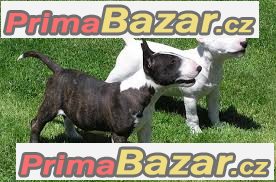 Prodám Mini bull teriér štenata