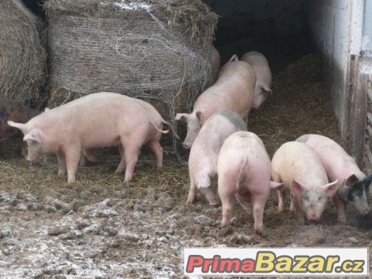 KOUPÍM PRASNICE K CHOVU, I BŘEZÍ ČI ZAPUŠTĚNÉ... – fotografie 1