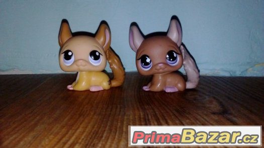 LPS činčila – fotografie 1