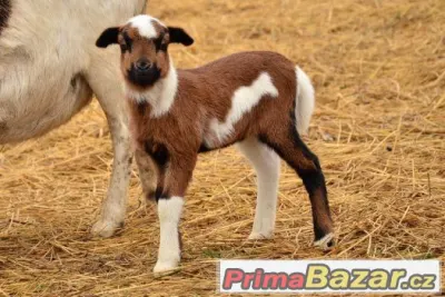 Prodám kamerunská jehňata