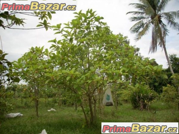 Kratom neboli Mitragyna speciosa – fotografie 3
