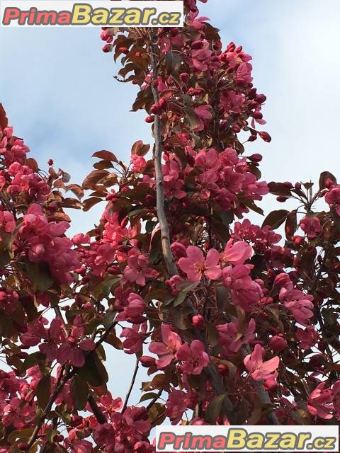 Sakury - Malus Scarlet – fotografie 1