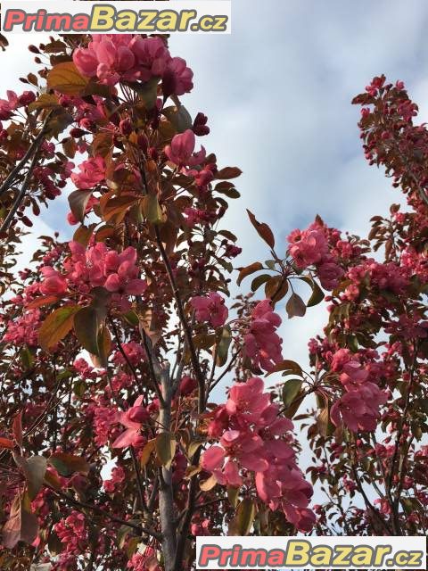 Sakury - Malus Scarlet – fotografie 2