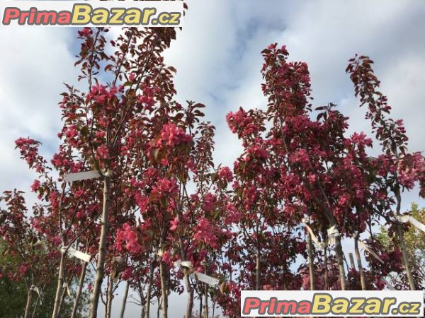 Sakury - Malus Scarlet – fotografie 3