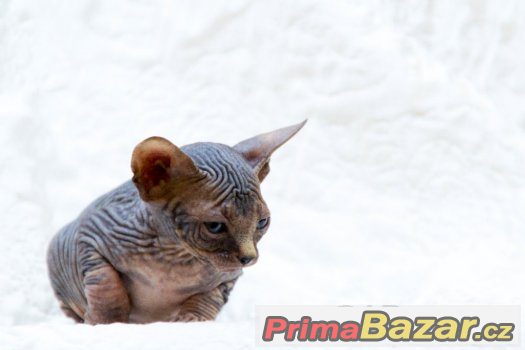Sphynx bez PP – fotografie 3