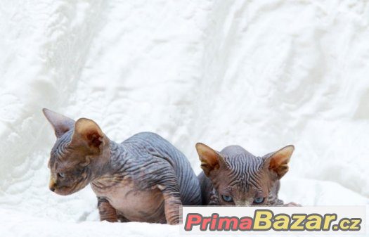 Sphynx bez PP – fotografie 4