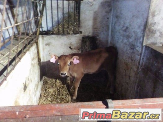 Prodám býčka jersey – fotografie 1