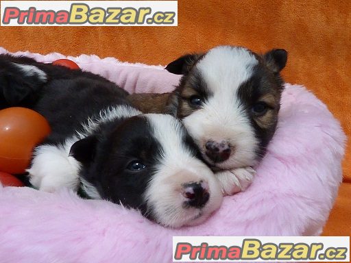 Border kolie - štěňátka s PP – fotografie 5