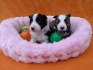 Border kolie - štěňátka s PP