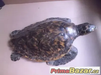 KRÁSNÁ STARÁ VYPREPAROVANÁ ŽELVA