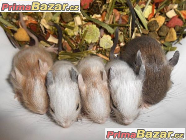 Barevný osmák degu z CHS – fotografie 1