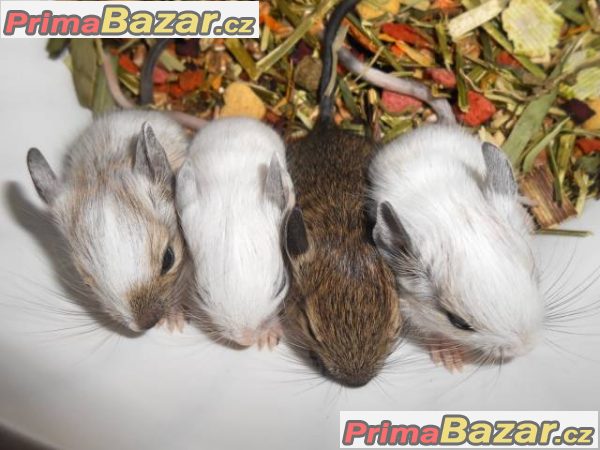 Barevný osmák degu z CHS – fotografie 2