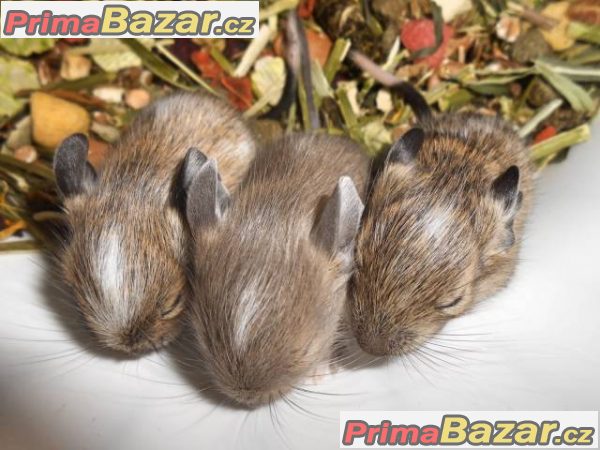 Barevný osmák degu z CHS – fotografie 4