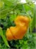 Chilli Pepper peter yellow - semena