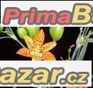 Belamcanda chinensis - semena – fotografie 1