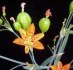 Belamcanda chinensis - semena