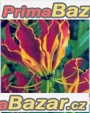 Gloriosa Rotshildiana - semena – fotografie 1